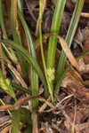 Calcium-hating sedge